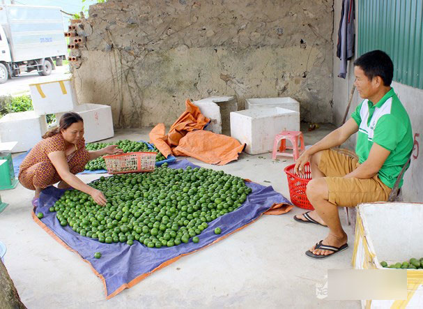 4.000 đồng/1 quả chanh, người dân đi 'mót 'từng quả vẫn không có mà bán - 2 4.000 đồng/1 quả chanh, người dân đi 'mót 'từng quả vẫn không có mà bán - 2