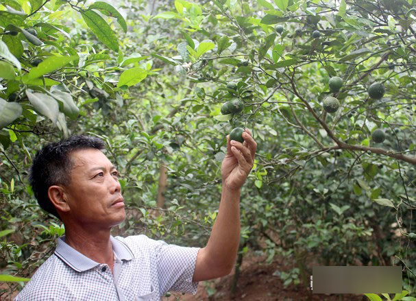 4.000 đồng/1 quả chanh, người dân đi 'mót 'từng quả vẫn không có mà bán - 4 4.000 đồng/1 quả chanh, người dân đi 'mót 'từng quả vẫn không có mà bán - 4