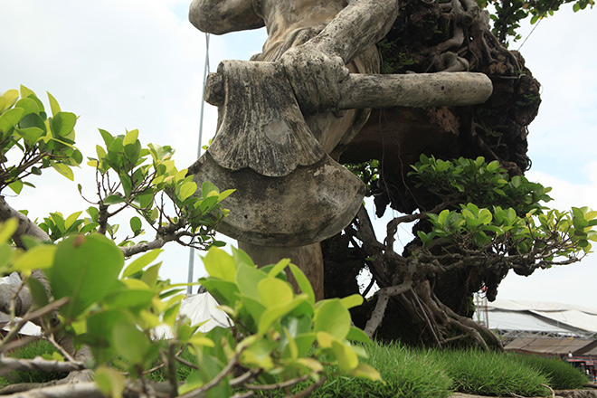 Xôn xao cây Thạch Sanh được báo giá hơn 4 tỉ ở Hải Dương