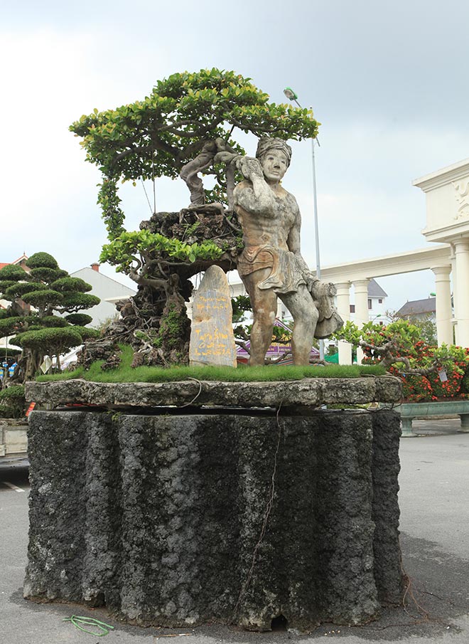 Xôn xao cây Thạch Sanh được báo giá hơn 4 tỉ ở Hải Dương