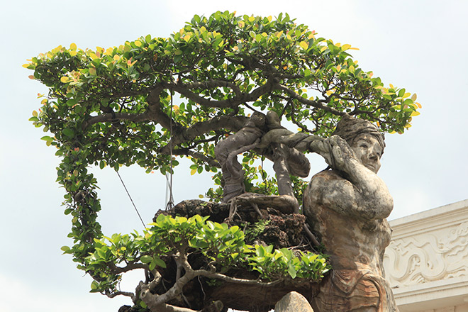 Xôn xao cây Thạch Sanh được báo giá hơn 4 tỉ ở Hải Dương