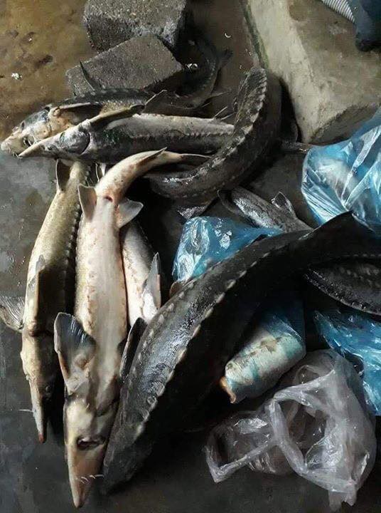 Lai Châu: Cá tầm giống được rao bán đầy đường như bán rau sau trận lũ lớn - 4 Lai Châu: Cá tầm giống được rao bán đầy đường như bán rau sau trận lũ lớn - 4