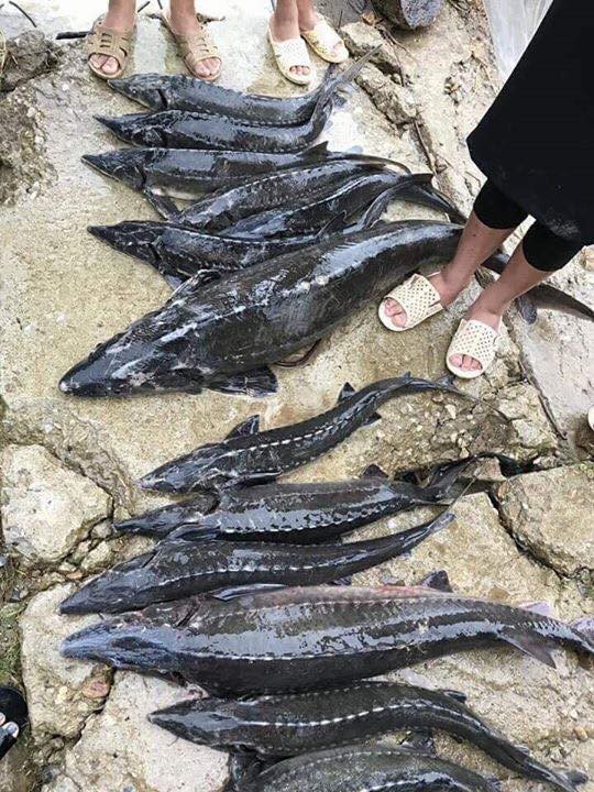Lai Châu: Cá tầm giống được rao bán đầy đường như bán rau sau trận lũ lớn - 5 Lai Châu: Cá tầm giống được rao bán đầy đường như bán rau sau trận lũ lớn - 5