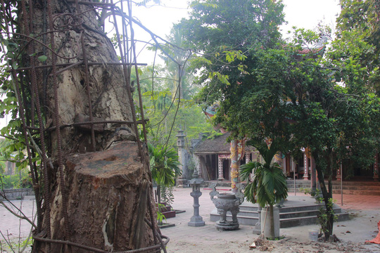 Cận cảnh 2 cây sưa giá 'trăm tỉ' được Hà Nội đồng ý bán - 3 Cận cảnh 2 cây sưa giá 'trăm tỉ' được Hà Nội đồng ý bán - 3