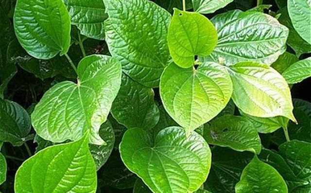 Cách chữa bệnh đổ mồ hôi chân tay bằng lá lốt cực hiệu quả Cách chữa bệnh đổ mồ hôi chân tay bằng lá lốt cực hiệu quả