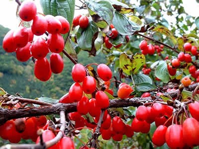 Bài thuốc đơn giản cứu nguy khi 'cậu nhỏ'...'ỉu xìu' Bài thuốc đơn giản cứu nguy khi 'cậu nhỏ'...'ỉu xìu'