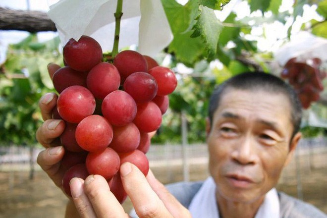 Những món ăn 'đắt xắt ra miếng' giới nhà giàu Việt săn lùng trong tết Kỷ Hợi - 3 Những món ăn 'đắt xắt ra miếng' giới nhà giàu Việt săn lùng trong tết Kỷ Hợi - 3