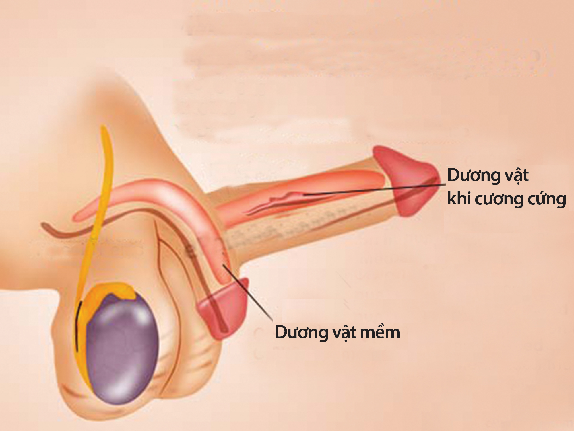 Nhận diện rối loạn hoạt động tình dục ở nam giới - 1 Nhận diện rối loạn hoạt động tình dục ở nam giới - 1
