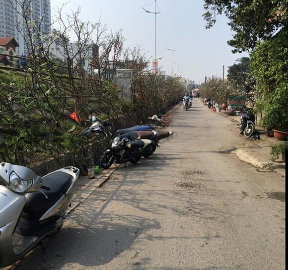 Người Hà Nội bỏ tiền triệu mua hoa lê chơi sau Tết - 2 Người Hà Nội bỏ tiền triệu mua hoa lê chơi sau Tết - 2