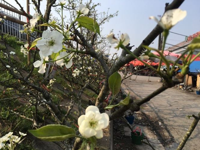 Người Hà Nội bỏ tiền triệu mua hoa lê chơi sau Tết - 3 Người Hà Nội bỏ tiền triệu mua hoa lê chơi sau Tết - 3