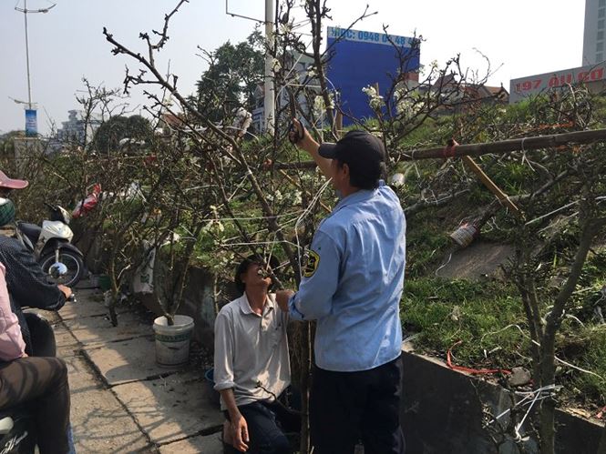 Người Hà Nội bỏ tiền triệu mua hoa lê chơi sau Tết - 4 Người Hà Nội bỏ tiền triệu mua hoa lê chơi sau Tết - 4