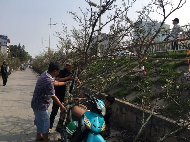 Người Hà Nội bỏ tiền triệu mua hoa lê chơi sau Tết - 5 Người Hà Nội bỏ tiền triệu mua hoa lê chơi sau Tết - 5