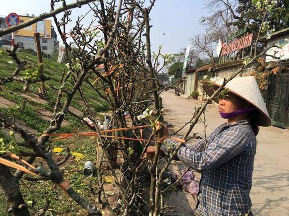 Người Hà Nội bỏ tiền triệu mua hoa lê chơi sau Tết - 6 Người Hà Nội bỏ tiền triệu mua hoa lê chơi sau Tết - 6
