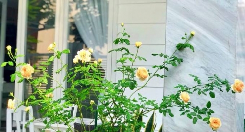 Không chỉ 'giỏi việc nước' mà MC Quyền Linh còn 'đảm việc nhà' khi đích thân vào bếp nấu đồ ăn cho vợ mỗi ngày - 11 Không chỉ 'giỏi việc nước' mà MC Quyền Linh còn 'đảm việc nhà' khi đích thân vào bếp nấu đồ ăn cho vợ mỗi ngày - 11