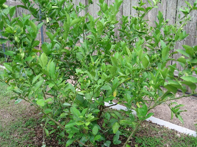 Lá chanh ở Việt Nam chỉ để ăn với thịt gà luộc, sang Châu Âu bán 6,3 triệu đồng/kg - 2 Lá chanh ở Việt Nam chỉ để ăn với thịt gà luộc, sang Châu Âu bán 6,3 triệu đồng/kg - 2