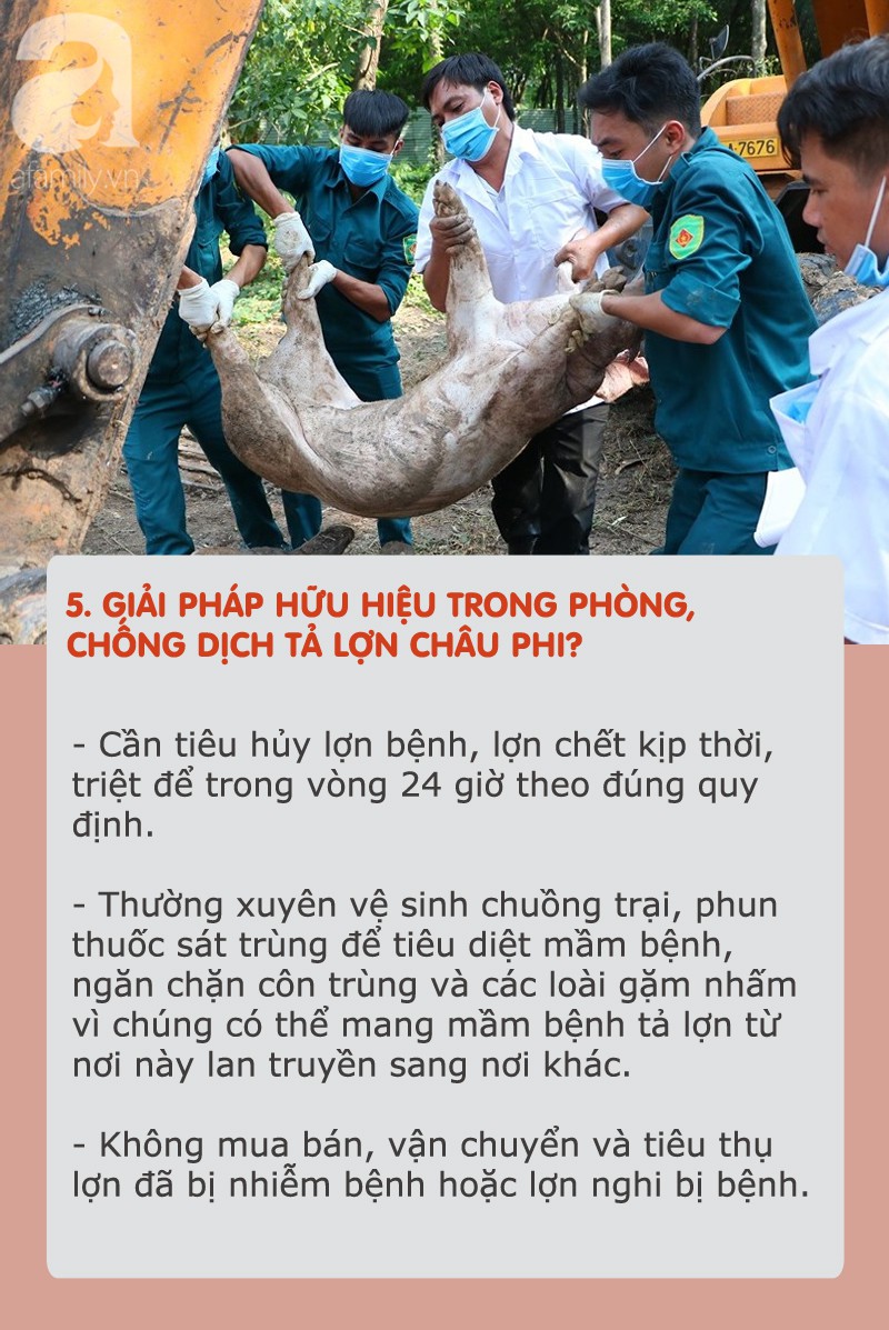 Dịch tả lợn châu Phi hoành hành: Tất cả thông tin cần biết và cách chọn, chế biến thịt an toàn khi đang có dịch - 3 Dịch tả lợn châu Phi hoành hành: Tất cả thông tin cần biết và cách chọn, chế biến thịt an toàn khi đang có dịch - 3
