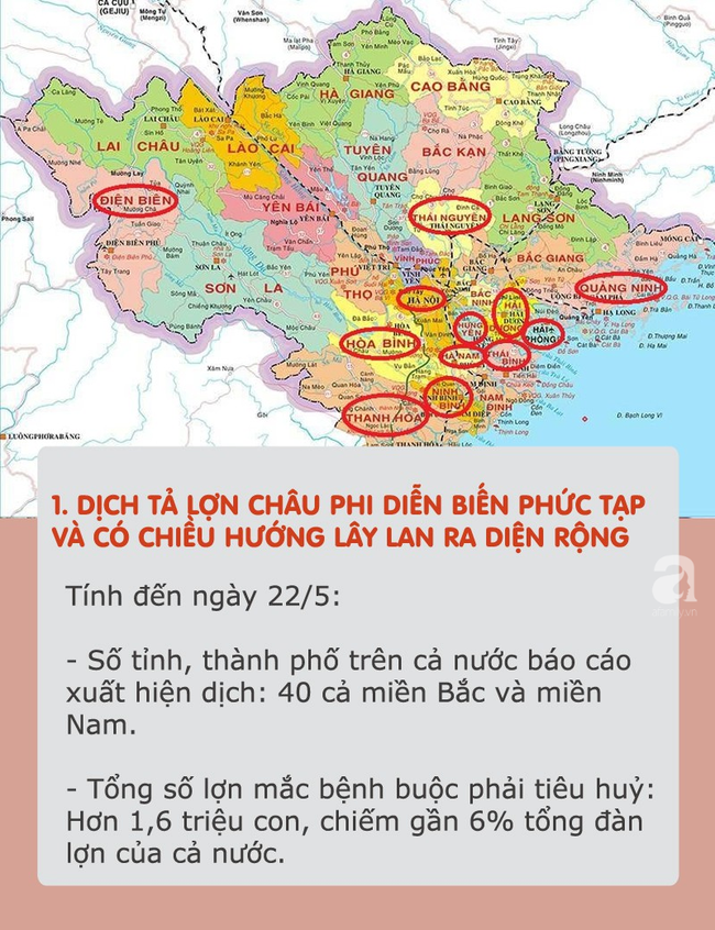 Dịch tả lợn châu Phi hoành hành: Tất cả thông tin cần biết và cách chọn, chế biến thịt an toàn khi đang có dịch Dịch tả lợn châu Phi hoành hành: Tất cả thông tin cần biết và cách chọn, chế biến thịt an toàn khi đang có dịch