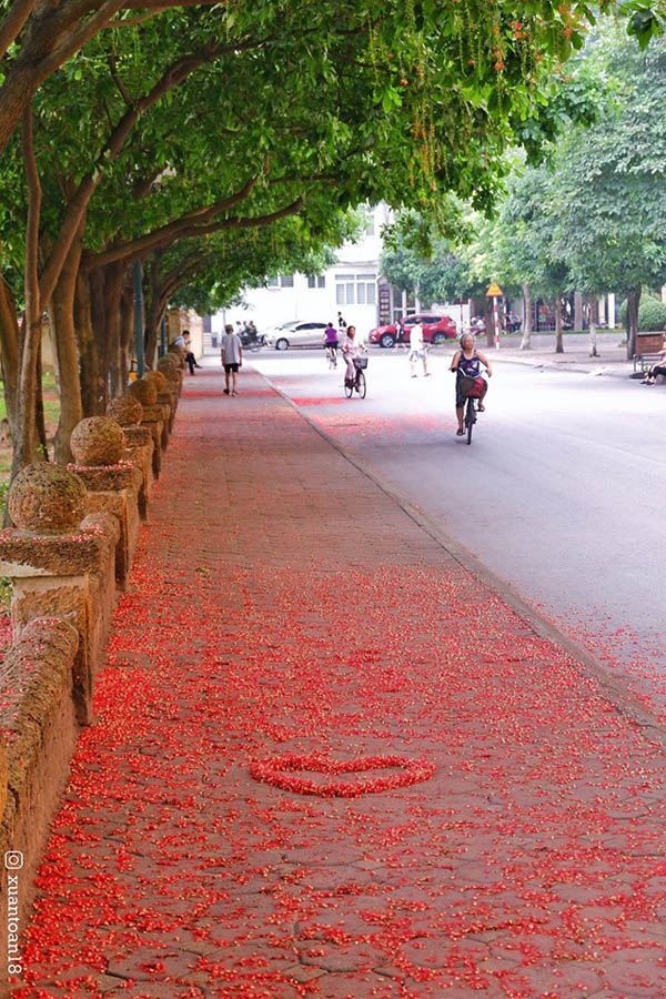 'Con đường tình yêu' ngập tràn sắc đỏ đầy lãng mạn tại ĐH Sư phạm Hà Nội - 1 'Con đường tình yêu' ngập tràn sắc đỏ đầy lãng mạn tại ĐH Sư phạm Hà Nội - 1