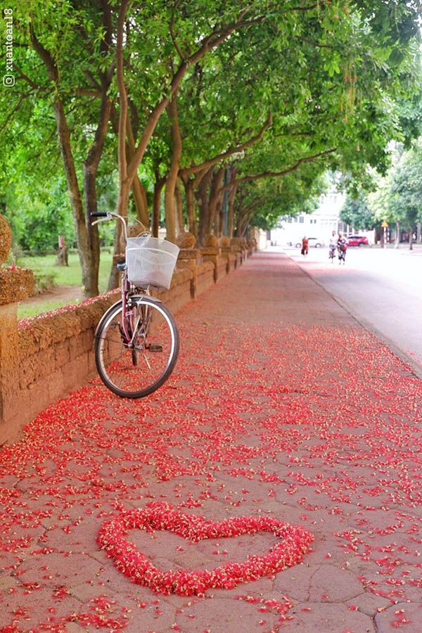 'Con đường tình yêu' ngập tràn sắc đỏ đầy lãng mạn tại ĐH Sư phạm Hà Nội - 2 'Con đường tình yêu' ngập tràn sắc đỏ đầy lãng mạn tại ĐH Sư phạm Hà Nội - 2