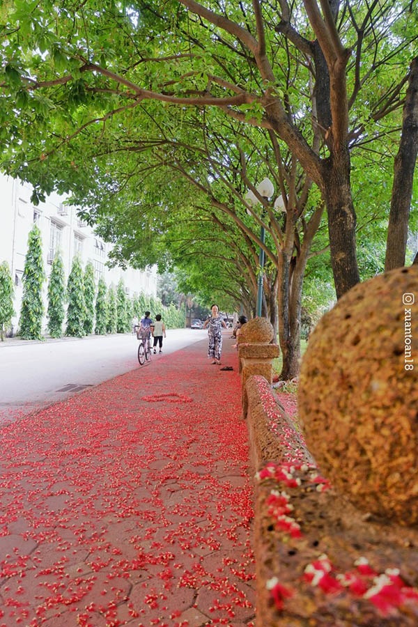 'Con đường tình yêu' ngập tràn sắc đỏ đầy lãng mạn tại ĐH Sư phạm Hà Nội - 3 'Con đường tình yêu' ngập tràn sắc đỏ đầy lãng mạn tại ĐH Sư phạm Hà Nội - 3