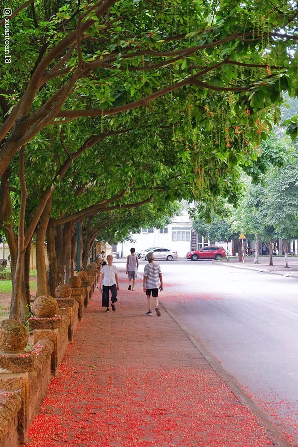 'Con đường tình yêu' ngập tràn sắc đỏ đầy lãng mạn tại ĐH Sư phạm Hà Nội - 5 'Con đường tình yêu' ngập tràn sắc đỏ đầy lãng mạn tại ĐH Sư phạm Hà Nội - 5