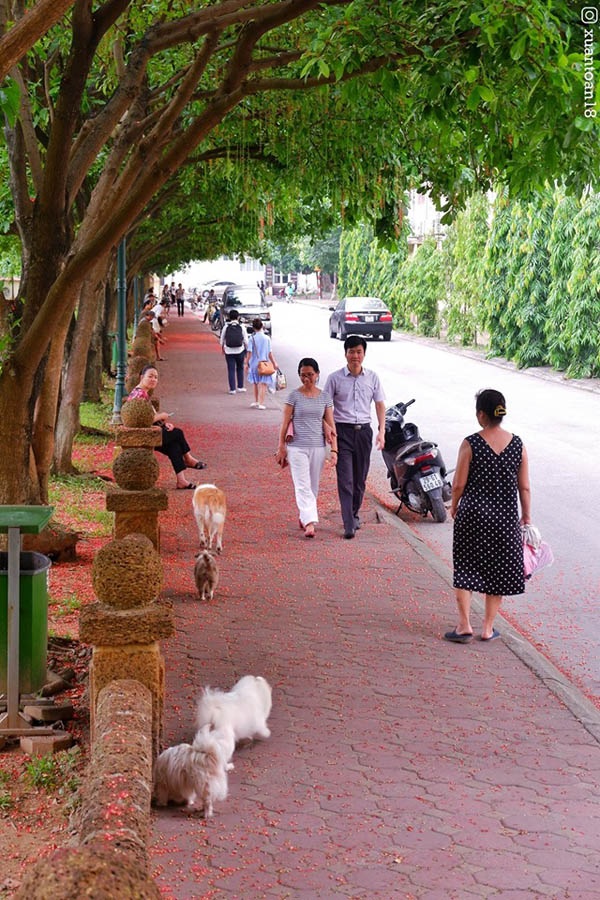 'Con đường tình yêu' ngập tràn sắc đỏ đầy lãng mạn tại ĐH Sư phạm Hà Nội - 7 'Con đường tình yêu' ngập tràn sắc đỏ đầy lãng mạn tại ĐH Sư phạm Hà Nội - 7