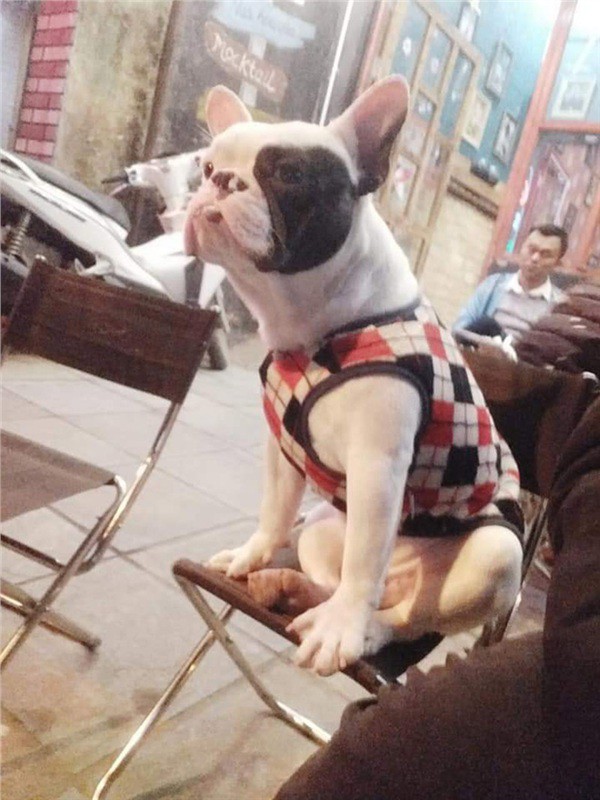 Chú chó có sở thích lạ đi tha rác thải nhựa về nhà, nhìn chiến lợi phẩm ai nấy không khỏi giật mình - 3 Chú chó có sở thích lạ đi tha rác thải nhựa về nhà, nhìn chiến lợi phẩm ai nấy không khỏi giật mình - 3