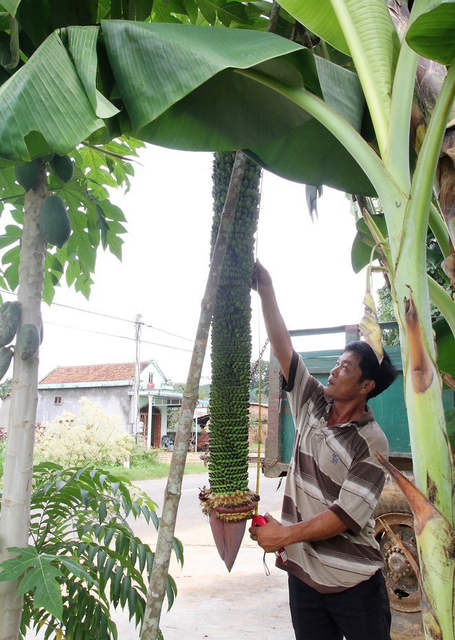 Lâm Đồng: Được bạn tặng cây chuối, người đàn ông bất ngờ khi cây mọc buồng khủng tới... 118 nải Lâm Đồng: Được bạn tặng cây chuối, người đàn ông bất ngờ khi cây mọc buồng khủng tới... 118 nải