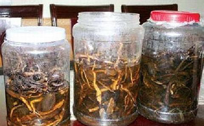 Uống rượu ngâm hạt cây rừng, 3 người chết, 2 người nguy kịch Uống rượu ngâm hạt cây rừng, 3 người chết, 2 người nguy kịch