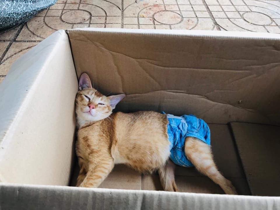Xúc động với câu chuyện đằng sau hình ảnh 'boss mèo đóng bỉm' ai cũng tưởng sang chảnh, sung sướng - 4 Xúc động với câu chuyện đằng sau hình ảnh 'boss mèo đóng bỉm' ai cũng tưởng sang chảnh, sung sướng - 4