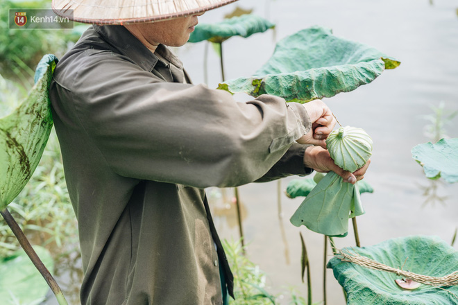 Cử nhân báo chí khởi nghiệp trà sen với 20 triệu mẹ dành mua xe máy: 'Con không thích đi làm, con muốn về nhà' - 13 Cử nhân báo chí khởi nghiệp trà sen với 20 triệu mẹ dành mua xe máy: 'Con không thích đi làm, con muốn về nhà' - 13