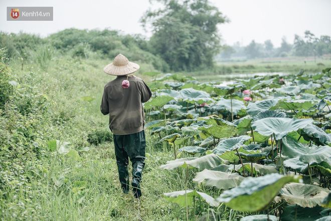 Cử nhân báo chí khởi nghiệp trà sen với 20 triệu mẹ dành mua xe máy: 'Con không thích đi làm, con muốn về nhà' - 6 Cử nhân báo chí khởi nghiệp trà sen với 20 triệu mẹ dành mua xe máy: 'Con không thích đi làm, con muốn về nhà' - 6