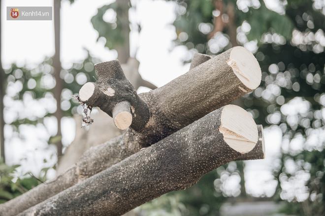 Cận cảnh cuộc di cư của gần trăm cây hoa sữa từ hồ Tây ra bãi rác Nam Sơn để 'khử mùi' - 13 Cận cảnh cuộc di cư của gần trăm cây hoa sữa từ hồ Tây ra bãi rác Nam Sơn để 'khử mùi' - 13