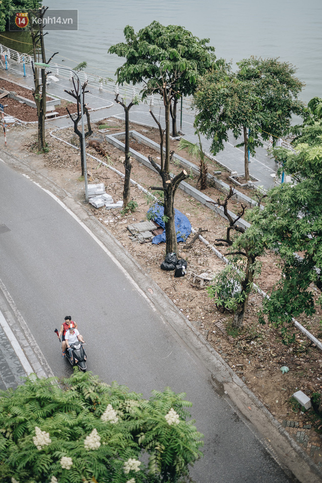 Cận cảnh cuộc di cư của gần trăm cây hoa sữa từ hồ Tây ra bãi rác Nam Sơn để 'khử mùi' - 5 Cận cảnh cuộc di cư của gần trăm cây hoa sữa từ hồ Tây ra bãi rác Nam Sơn để 'khử mùi' - 5
