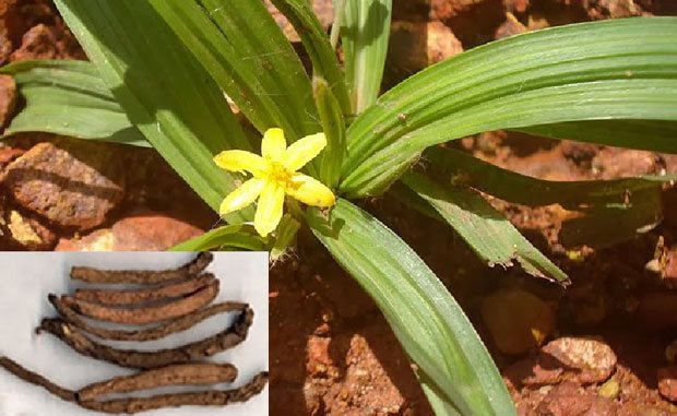 Chứng dương nuy và cách chữa Chứng dương nuy và cách chữa