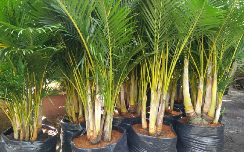10 loại cây hút tài, đuổi tà 'cực chất' trong tháng cô hồn, gia chủ yên tâm hưởng phúc - 1 10 loại cây hút tài, đuổi tà 'cực chất' trong tháng cô hồn, gia chủ yên tâm hưởng phúc - 1