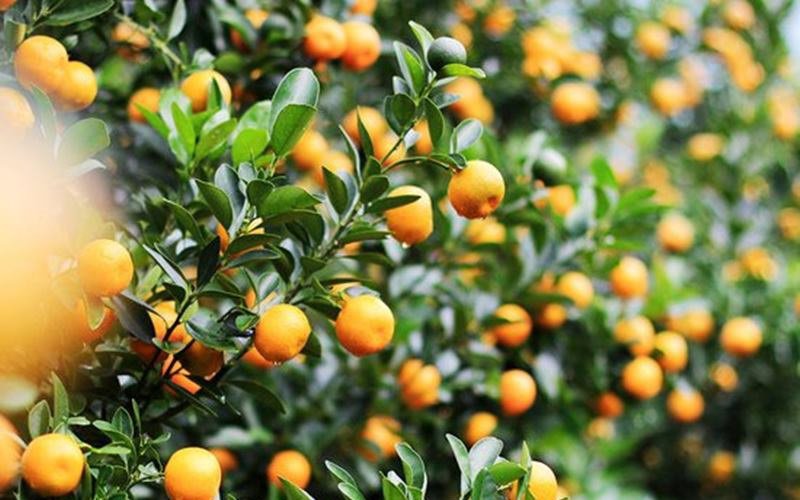 10 loại cây hút tài, đuổi tà 'cực chất' trong tháng cô hồn, gia chủ yên tâm hưởng phúc - 2 10 loại cây hút tài, đuổi tà 'cực chất' trong tháng cô hồn, gia chủ yên tâm hưởng phúc - 2