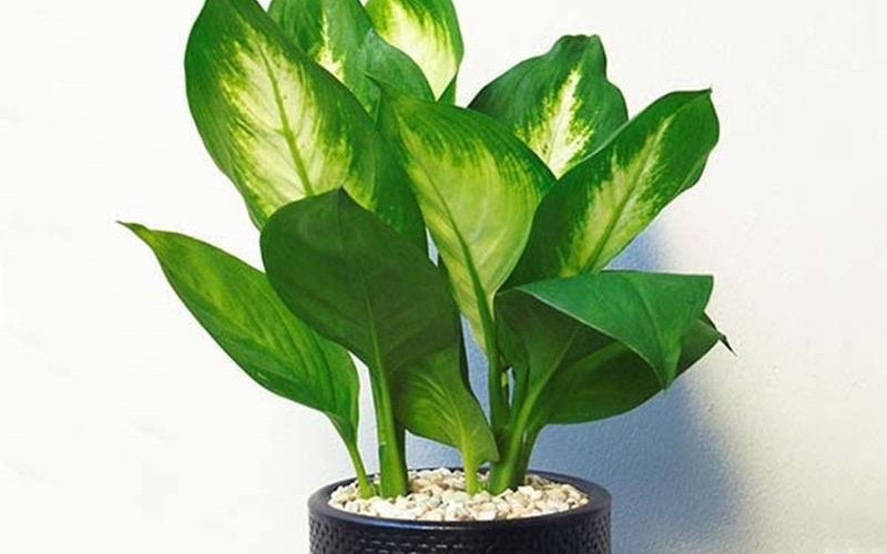10 loại cây hút tài, đuổi tà 'cực chất' trong tháng cô hồn, gia chủ yên tâm hưởng phúc - 3 10 loại cây hút tài, đuổi tà 'cực chất' trong tháng cô hồn, gia chủ yên tâm hưởng phúc - 3