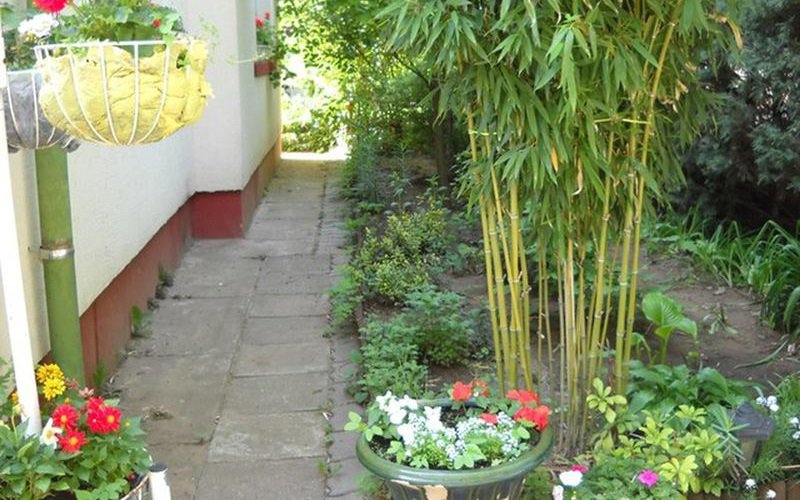 10 loại cây hút tài, đuổi tà 'cực chất' trong tháng cô hồn, gia chủ yên tâm hưởng phúc - 6 10 loại cây hút tài, đuổi tà 'cực chất' trong tháng cô hồn, gia chủ yên tâm hưởng phúc - 6