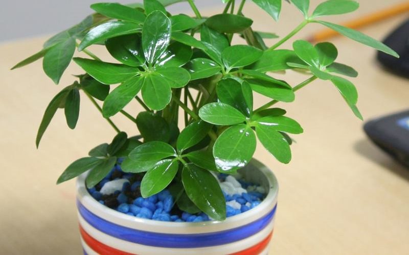 10 loại cây hút tài, đuổi tà 'cực chất' trong tháng cô hồn, gia chủ yên tâm hưởng phúc - 7 10 loại cây hút tài, đuổi tà 'cực chất' trong tháng cô hồn, gia chủ yên tâm hưởng phúc - 7