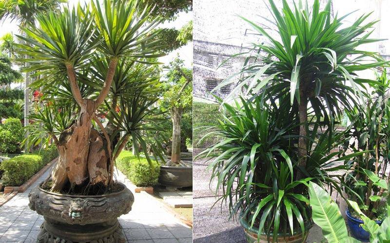 10 loại cây hút tài, đuổi tà 'cực chất' trong tháng cô hồn, gia chủ yên tâm hưởng phúc - 8 10 loại cây hút tài, đuổi tà 'cực chất' trong tháng cô hồn, gia chủ yên tâm hưởng phúc - 8