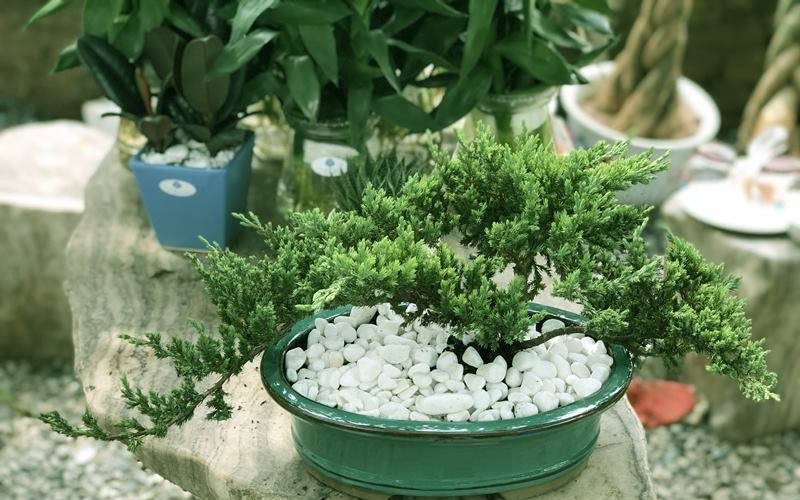 10 loại cây hút tài, đuổi tà 'cực chất' trong tháng cô hồn, gia chủ yên tâm hưởng phúc - 9 10 loại cây hút tài, đuổi tà 'cực chất' trong tháng cô hồn, gia chủ yên tâm hưởng phúc - 9