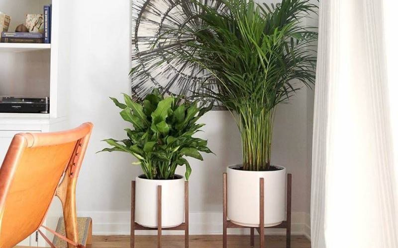 10 loại cây hút tài, đuổi tà 'cực chất' trong tháng cô hồn, gia chủ yên tâm hưởng phúc 10 loại cây hút tài, đuổi tà 'cực chất' trong tháng cô hồn, gia chủ yên tâm hưởng phúc