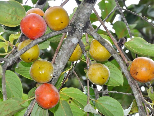 5 thực phẩm nấu không chín kỹ sẽ chuyển hóa thành 'chất độc', đừng ăn mà rước bệnh nguy hiểm, ung thư vào người - 3 5 thực phẩm nấu không chín kỹ sẽ chuyển hóa thành 'chất độc', đừng ăn mà rước bệnh nguy hiểm, ung thư vào người - 3