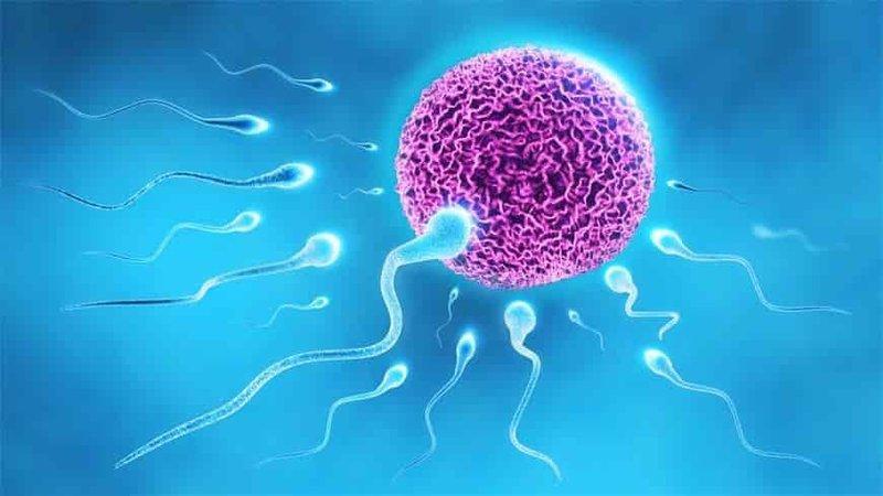 Nam giới tinh trùng yếu có thụ thai và có con tự nhiên được không? Nam giới tinh trùng yếu có thụ thai và có con tự nhiên được không?