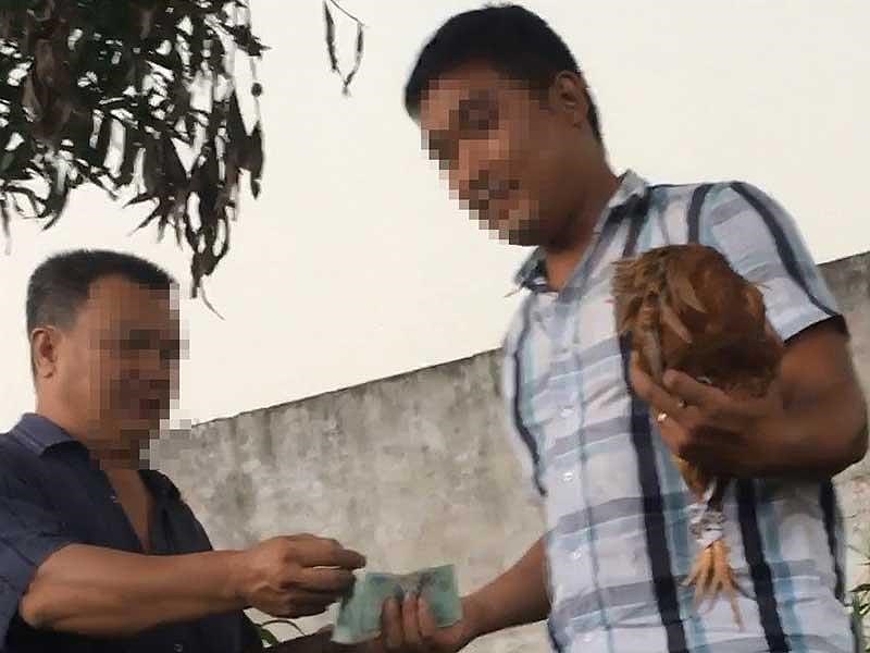 Sôi động các sới gà vùng ven TP.HCM: Từ đá gà qua mạng đến trường gà thật - 1 Sôi động các sới gà vùng ven TP.HCM: Từ đá gà qua mạng đến trường gà thật - 1