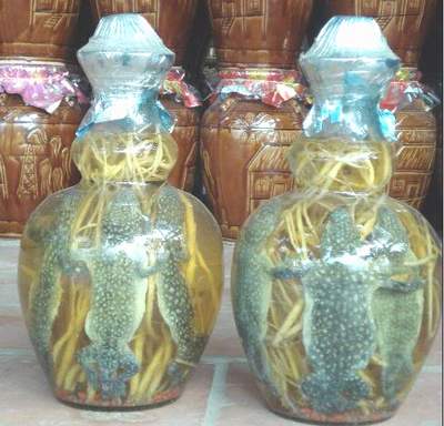 Rượu thuốc khiến chàng thêm 'cứng cáp' Rượu thuốc khiến chàng thêm 'cứng cáp'