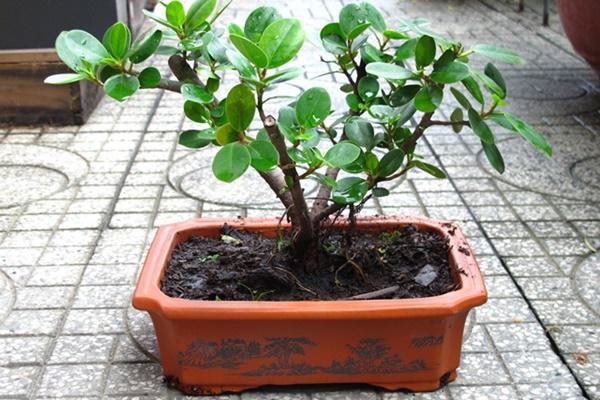 5 loại cây phong thủy nhà giàu không muốn trồng, đẹp mấy cũng không rước vào nhà - 2 5 loại cây phong thủy nhà giàu không muốn trồng, đẹp mấy cũng không rước vào nhà - 2