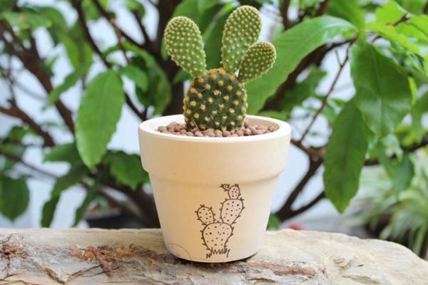 5 loại cây phong thủy nhà giàu không muốn trồng, đẹp mấy cũng không rước vào nhà 5 loại cây phong thủy nhà giàu không muốn trồng, đẹp mấy cũng không rước vào nhà