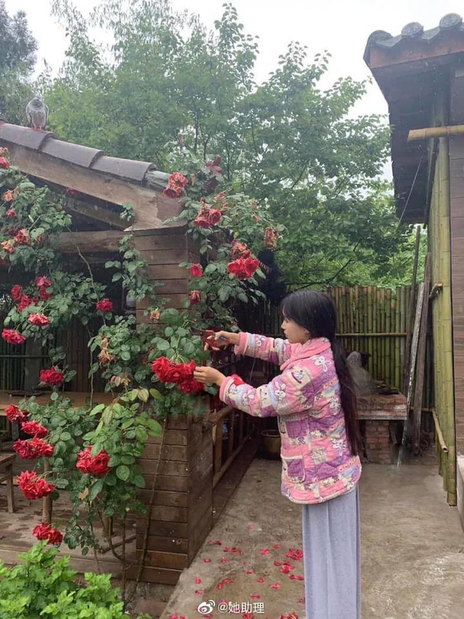 Sự thật về thân thế Lý Tử Thất: Con nhà giàu, tài sản trăm tỷ, cơ ngơi nhiều người ao ước? - 18 Sự thật về thân thế Lý Tử Thất: Con nhà giàu, tài sản trăm tỷ, cơ ngơi nhiều người ao ước? - 18